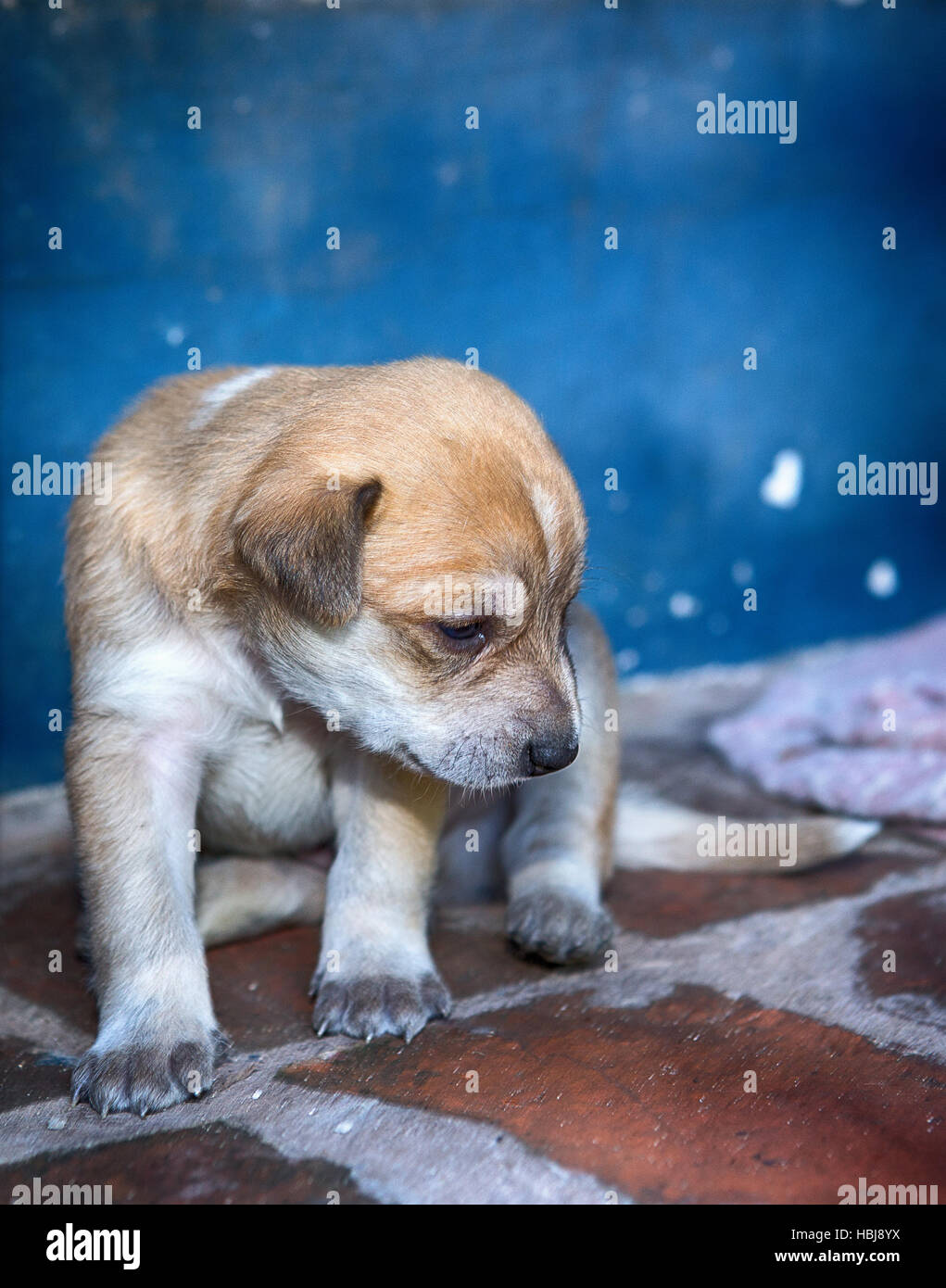 dog puppy Stock Photo