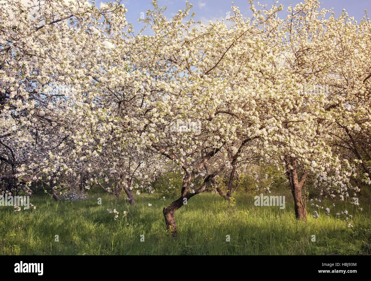 Abundant flowering Apple trees. Stock Photo