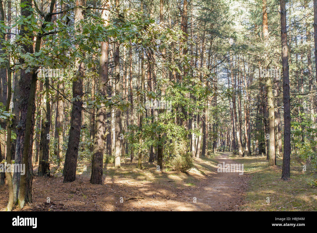 Forest landscape in the early autumn. Stock Photo