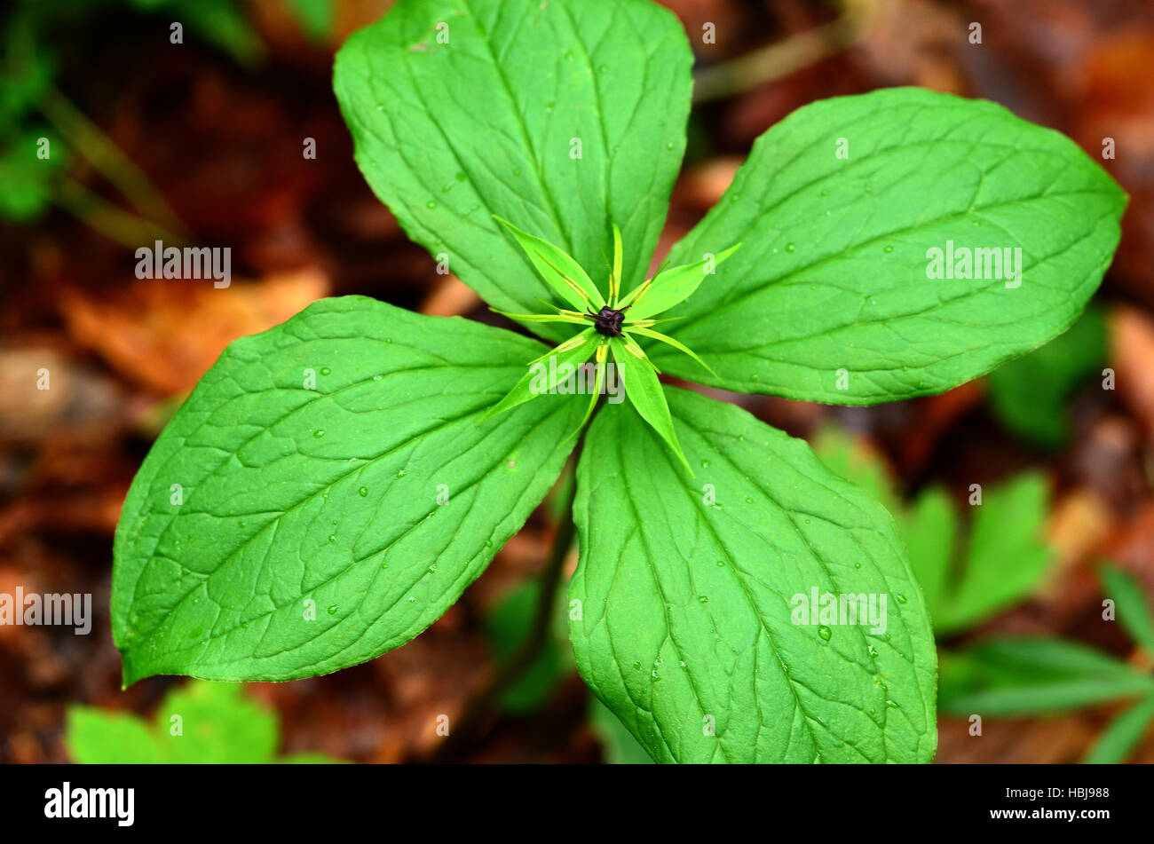 herb Paris, true-lover's knot, Stock Photo