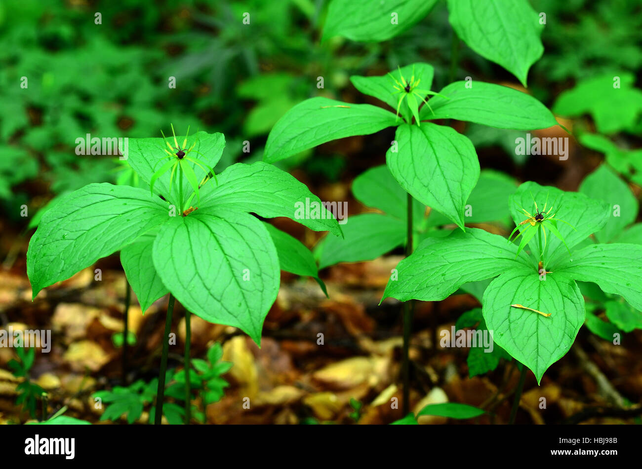 herb Paris, true-lover's knot, Stock Photo
