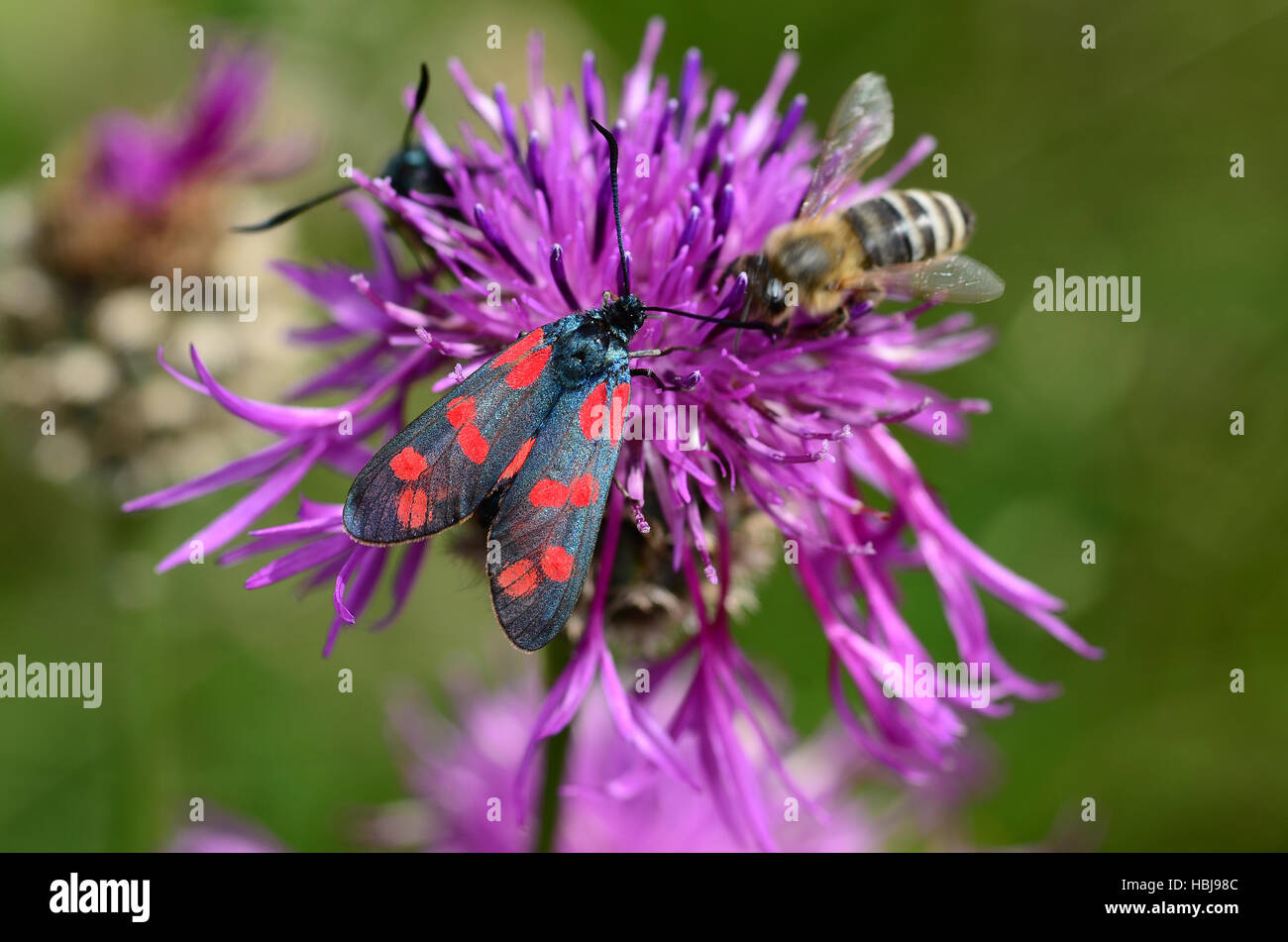 six-spot burnet, butterfly, Stock Photo