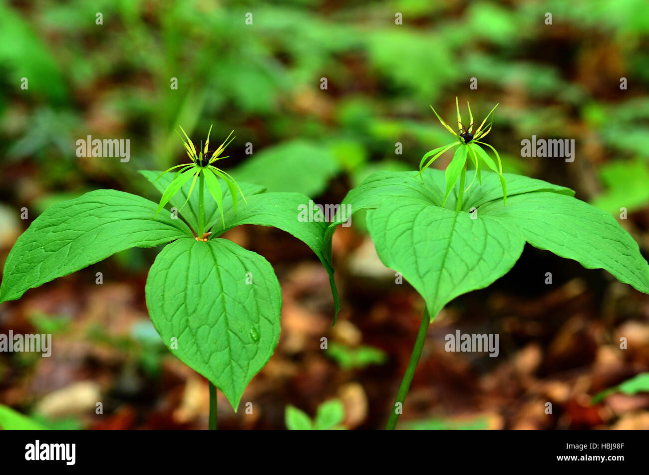 herb Paris, true-lover's knot, Stock Photo