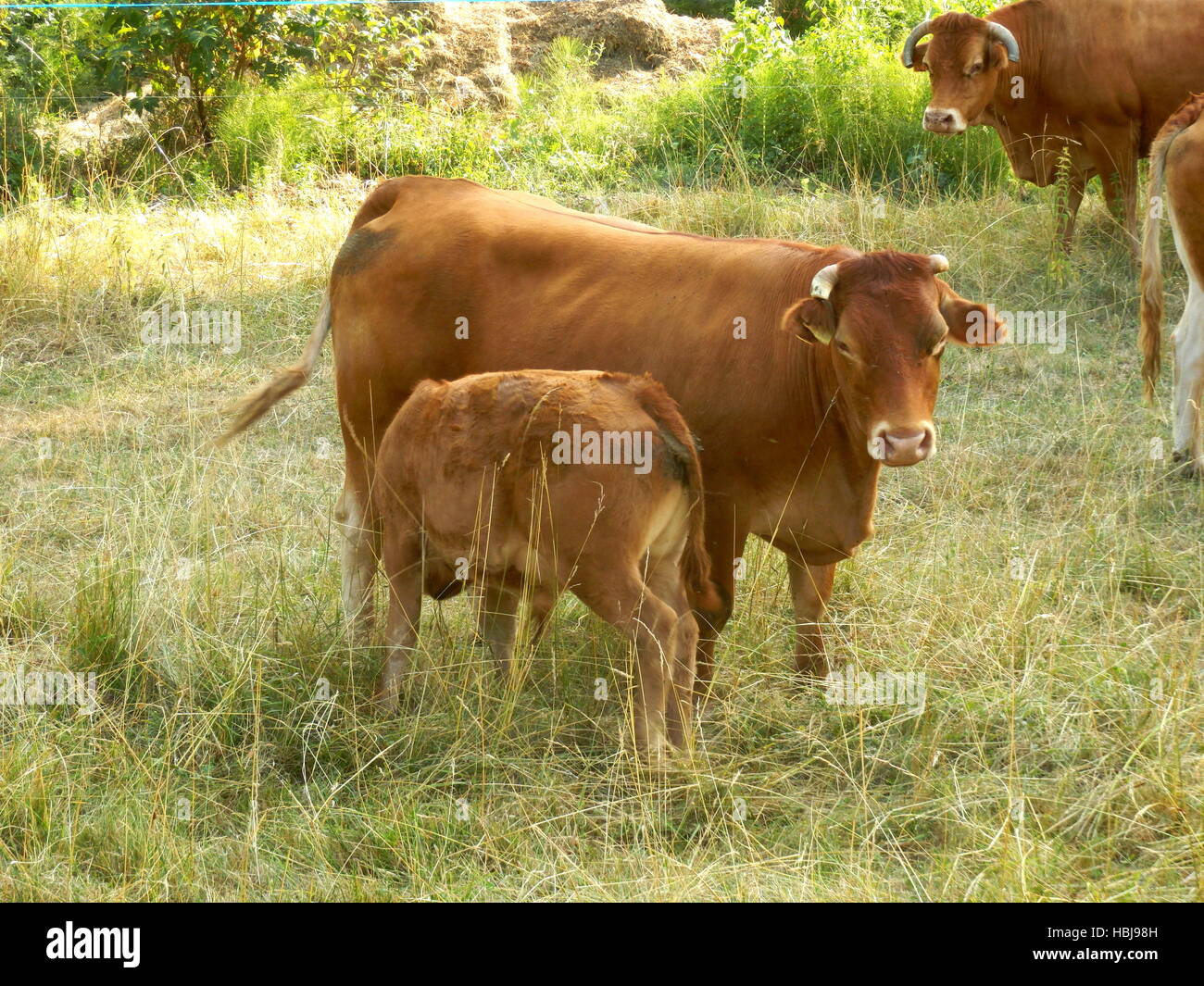 Limousin cow hi-res stock photography and images - Alamy