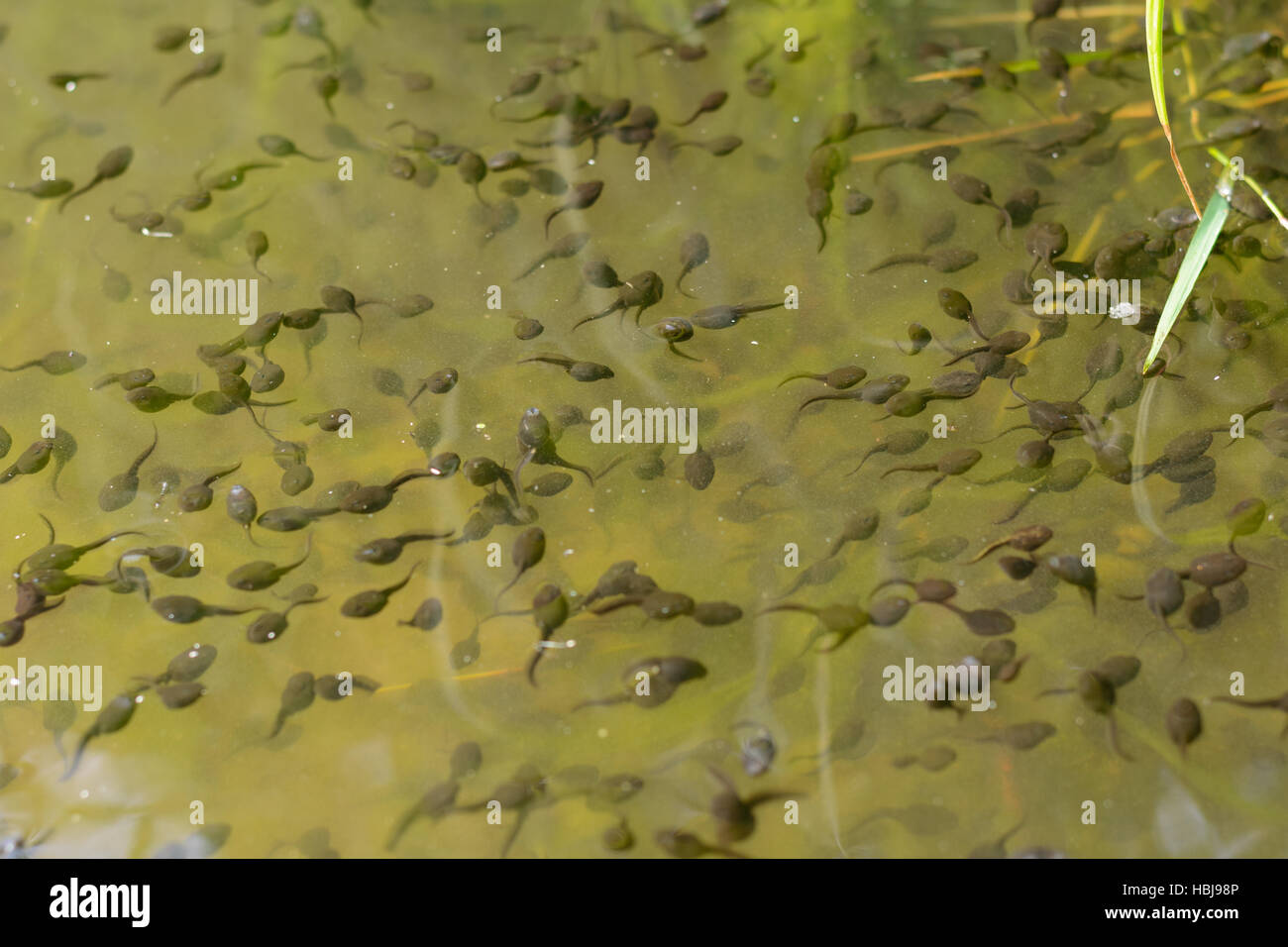 many tadpoles in a body of water - closeup Stock Photo