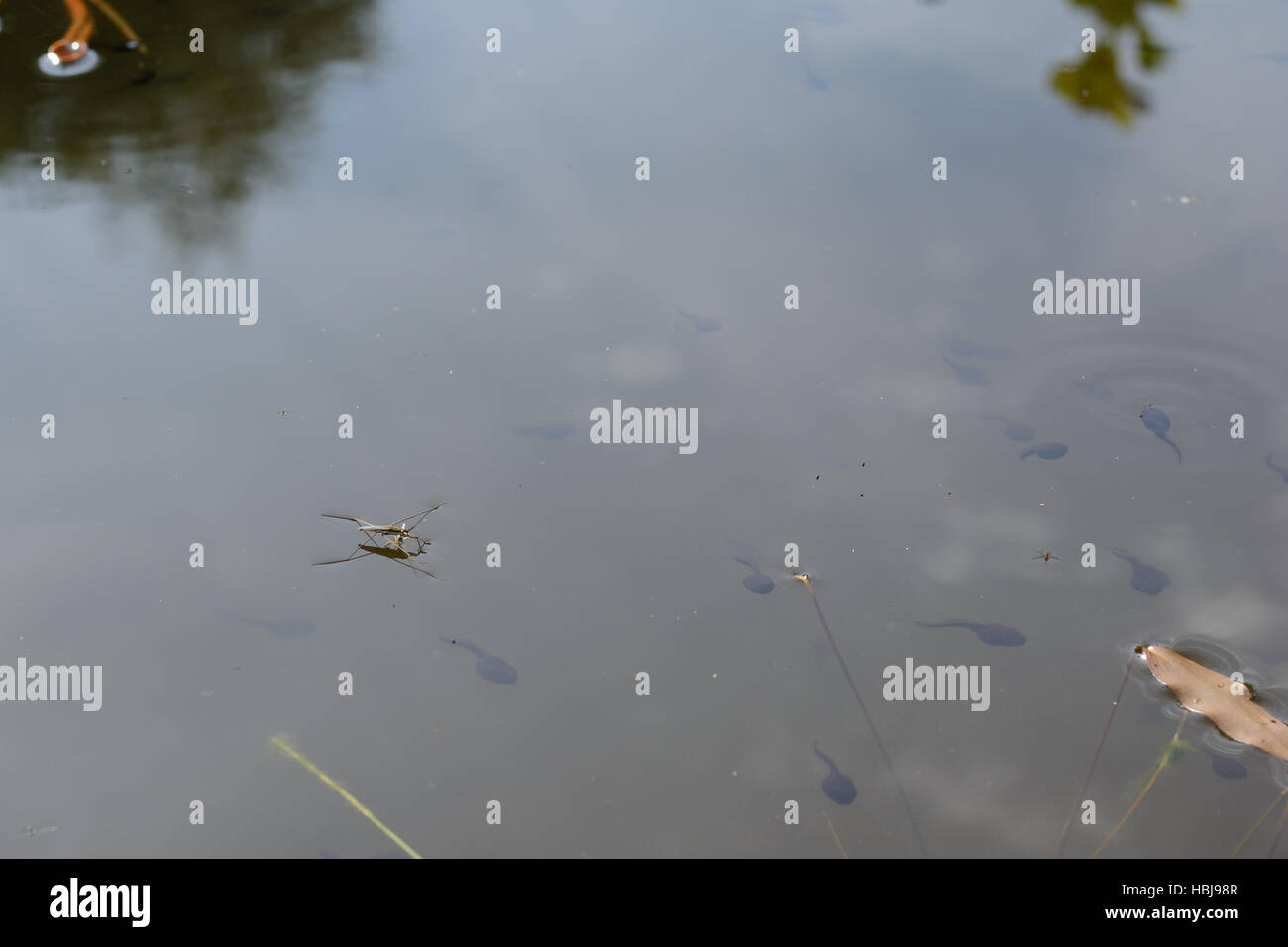 Sandpipers and tadpoles in a pond Stock Photo