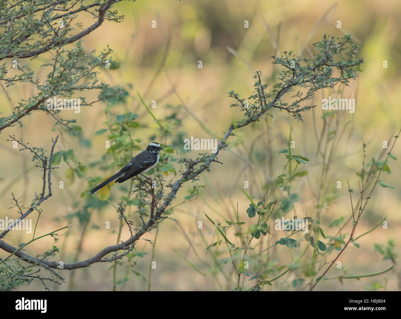 Pied Wagtail (Motacilla alba) perched on a branch Stock Photo