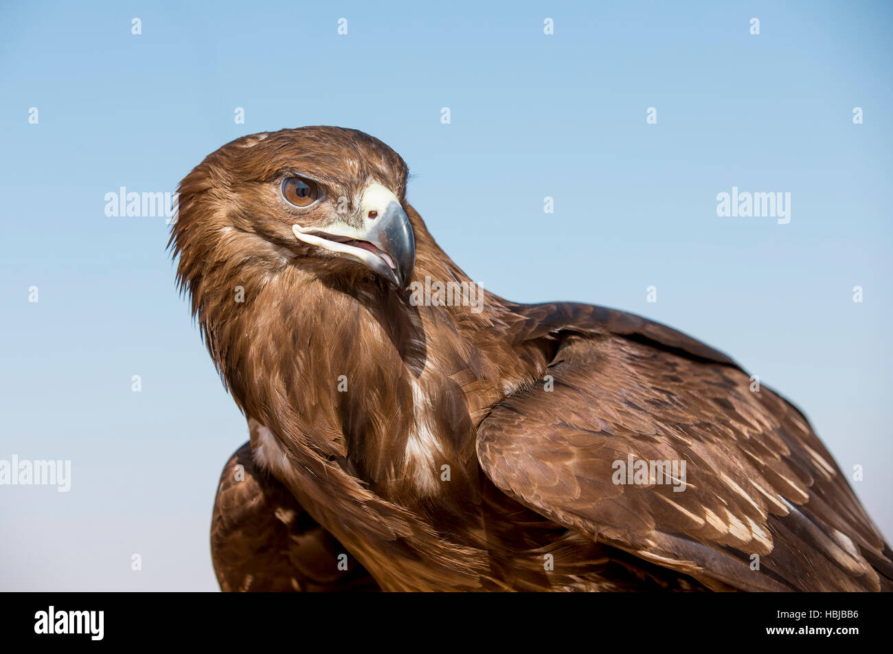 greater spotted eagle (clanga clanga) flying away in a desert near Dubai Stock Photo