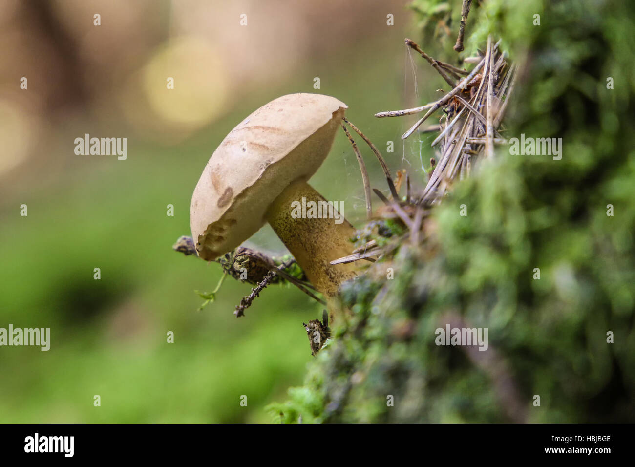 Roof mushroom (Pluteus atricapillus) Stock Photo