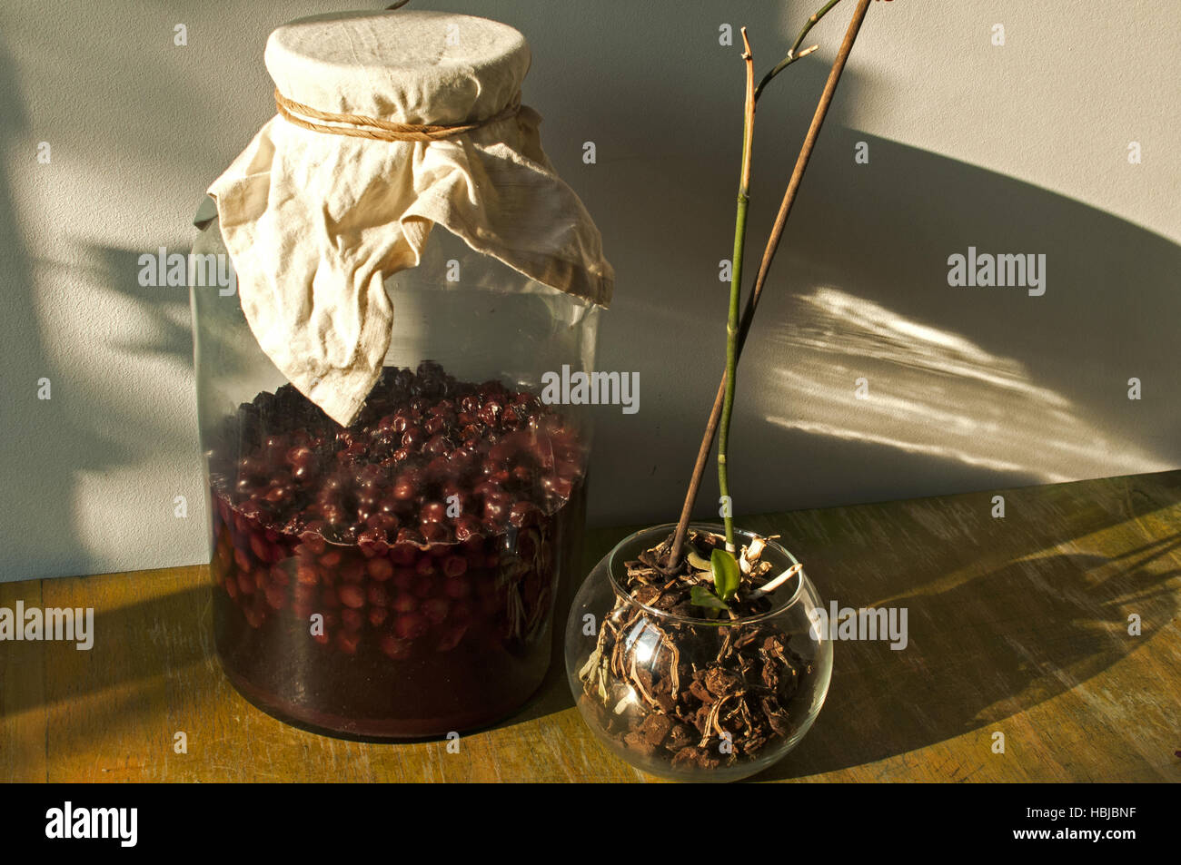 Jar with sugar soaked sour cherries Stock Photo Alamy