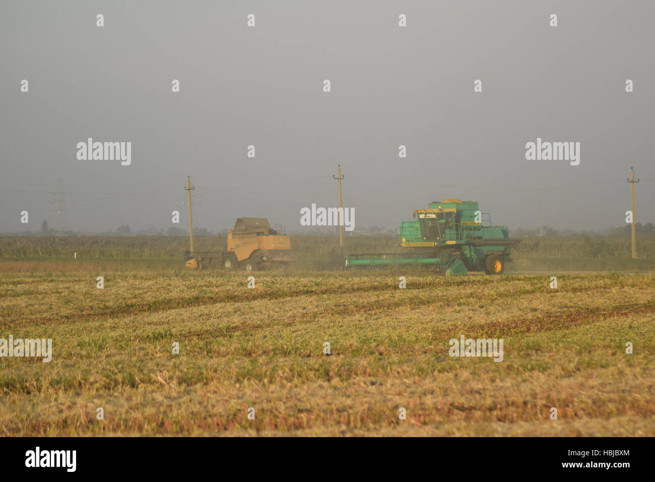 Soy harvesting by combines in the field. Stock Photo