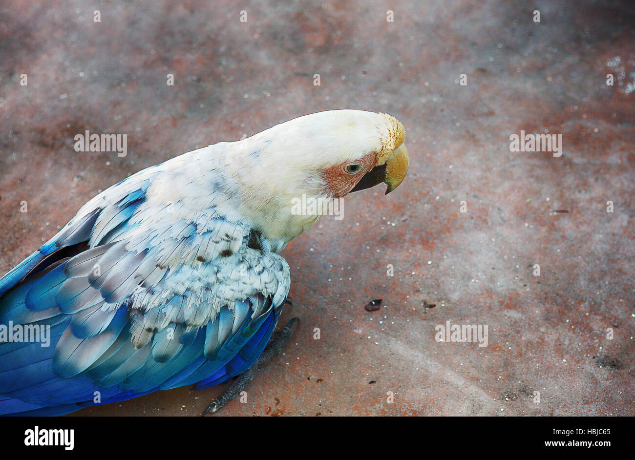 Papageien essen hires stock photography and images Alamy