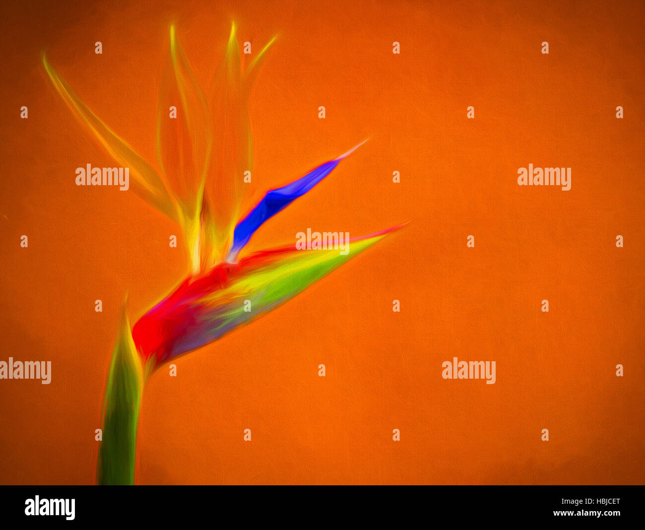 Bird of Paradise flower Stock Photo - Alamy