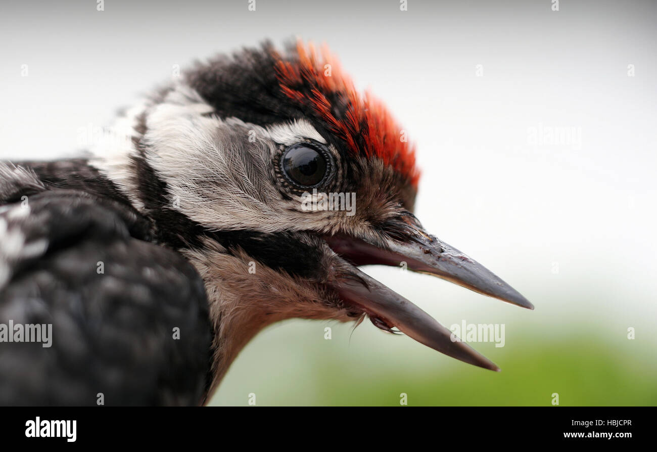 Young woodpecker Stock Photo