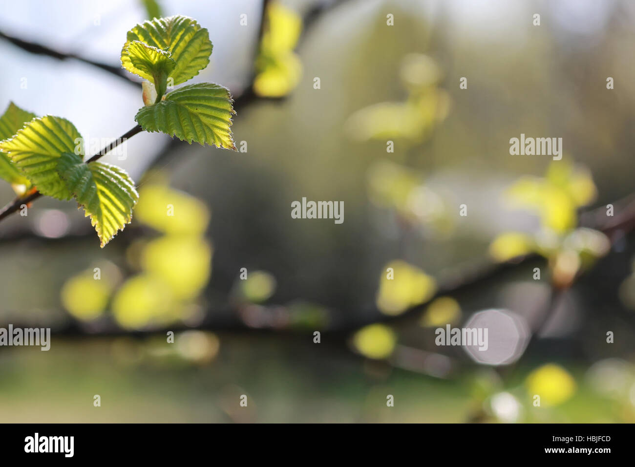 fresh spring leaves on a tree Stock Photo - Alamy