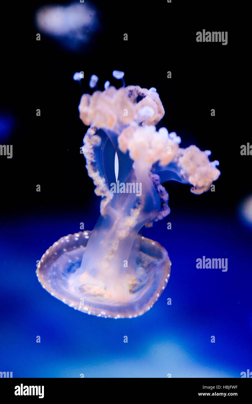 Jellyfish Dangerous Poisonous Medusa Stock Photo Alamy