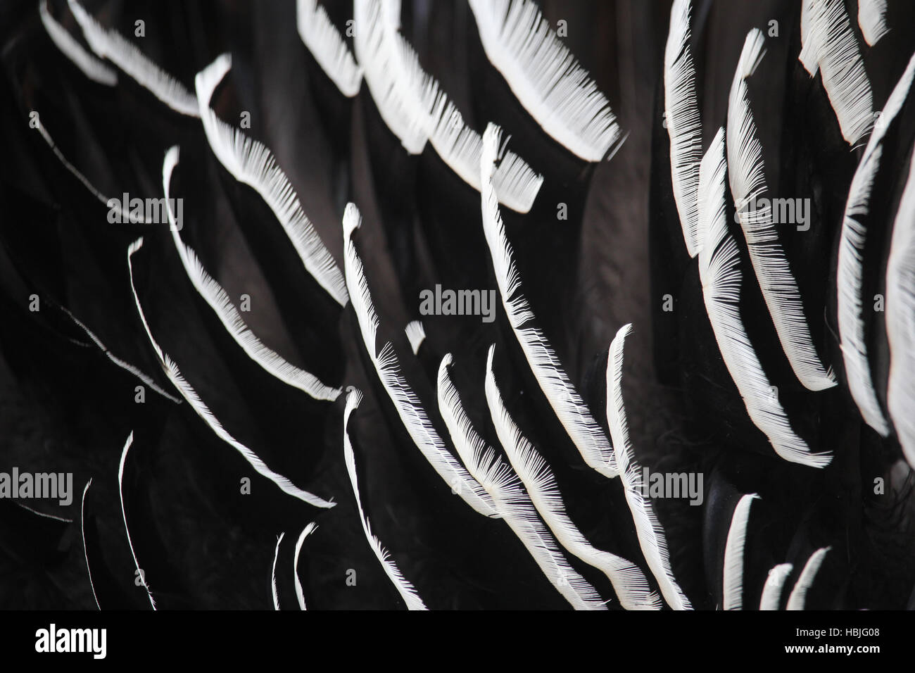 turkey feathers Stock Photo