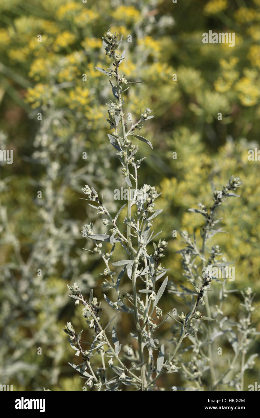 Artemisia Stock Photo