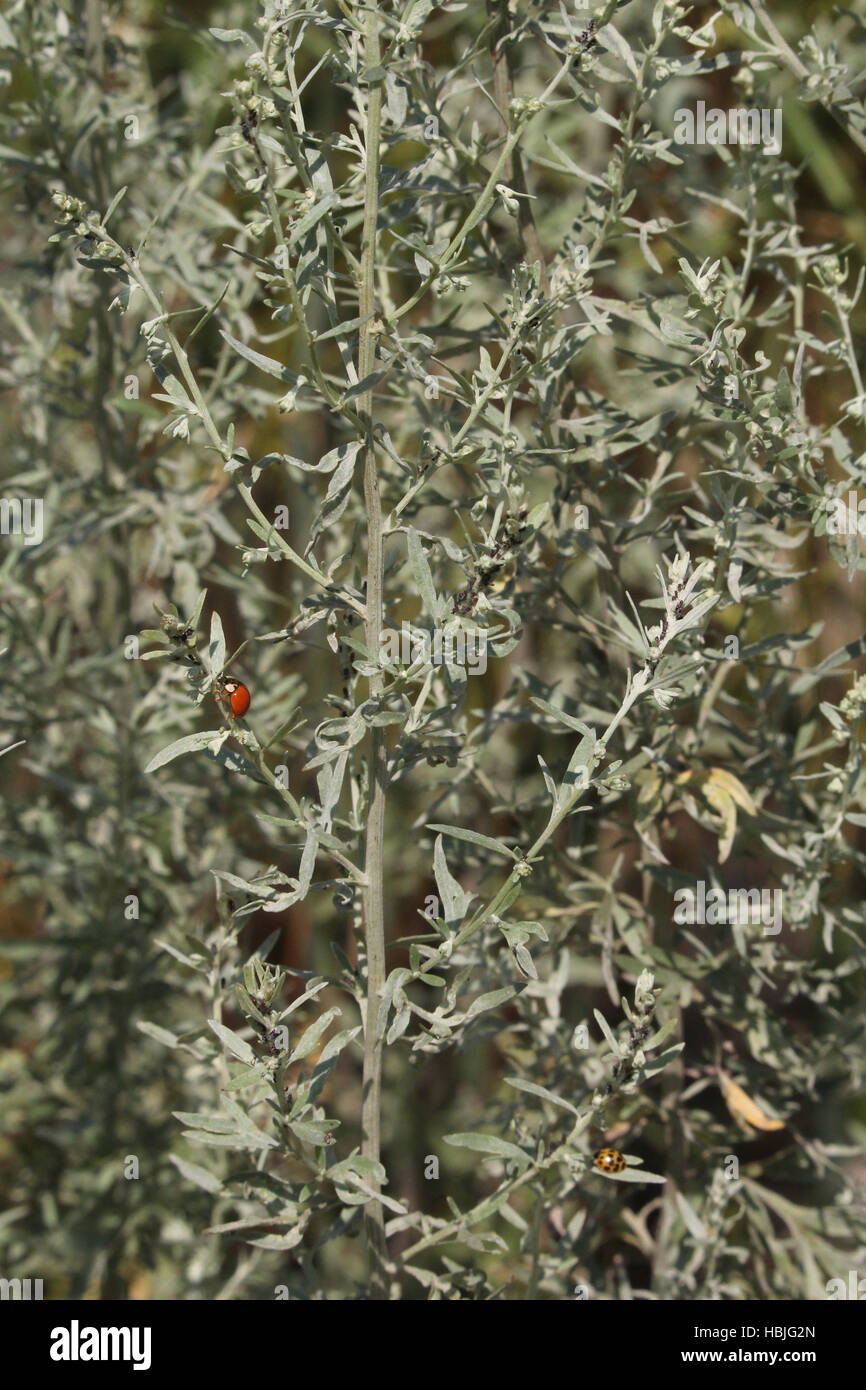 Artemisia Stock Photo
