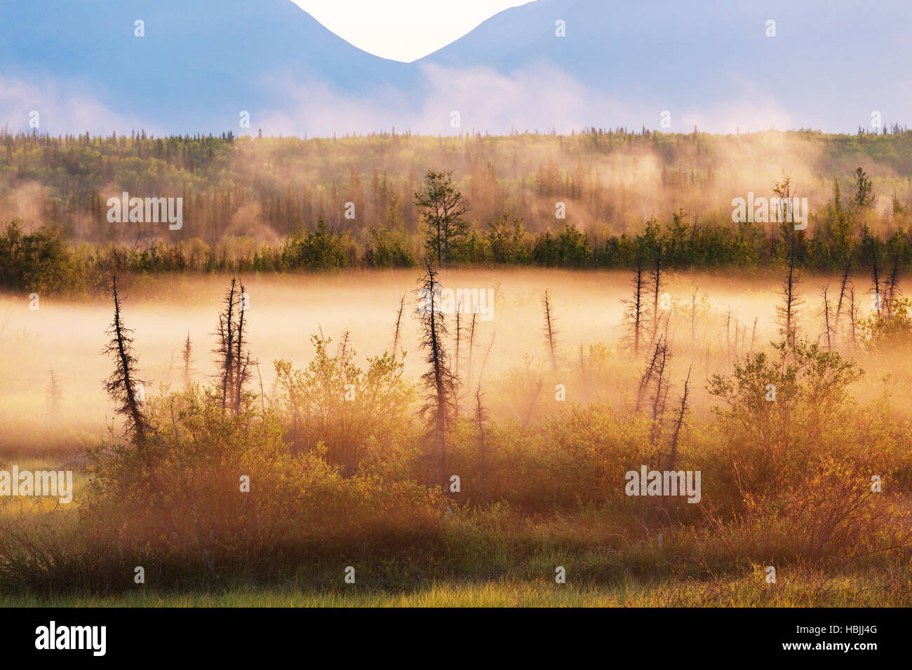 Fog on meadow Stock Photo - Alamy