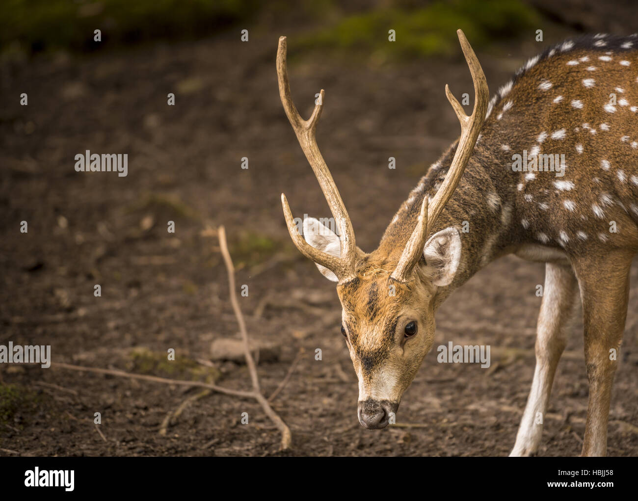 Axis deer male portrait Stock Photo Alamy