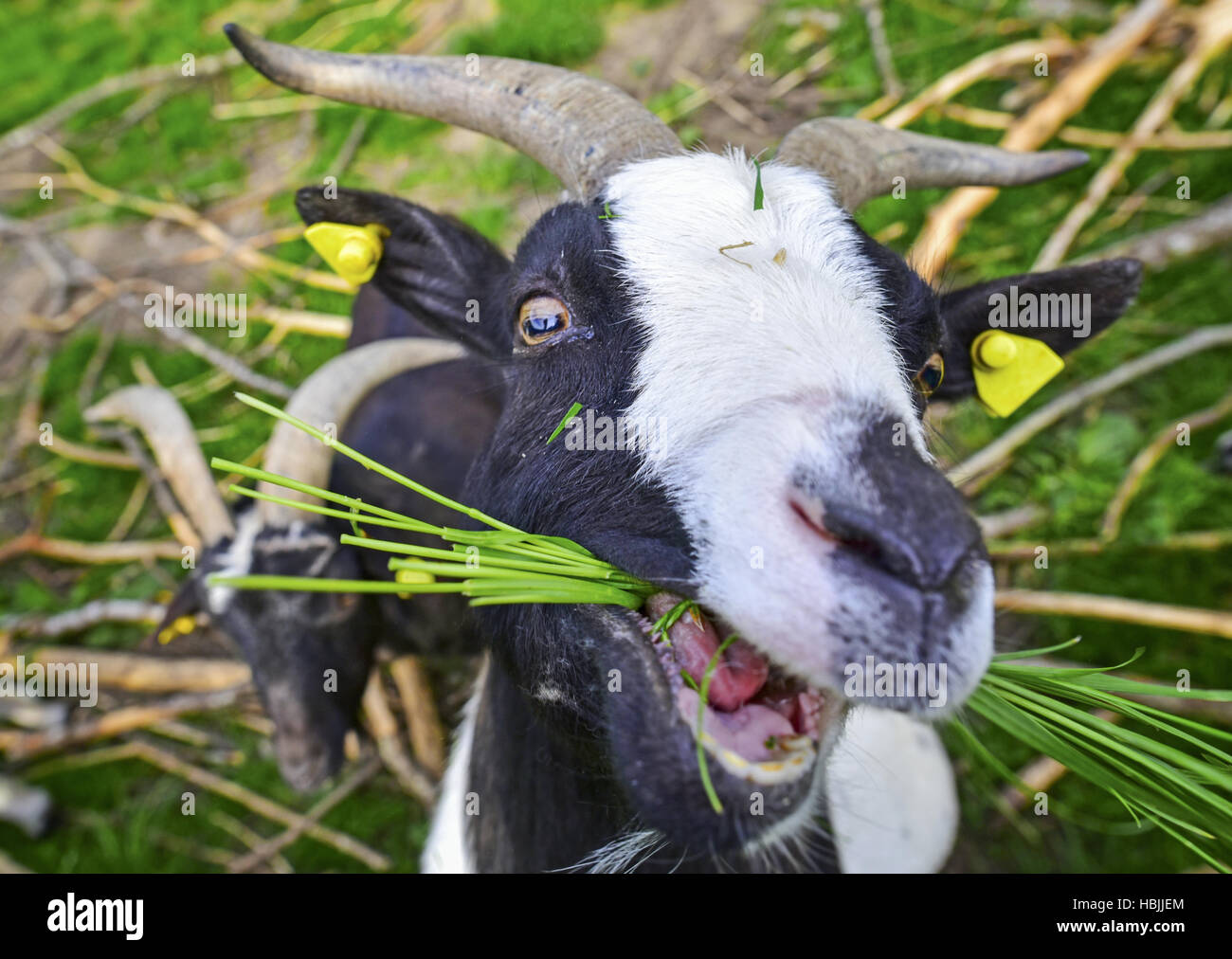 Goat eating grass not field hires stock photography and images Alamy
