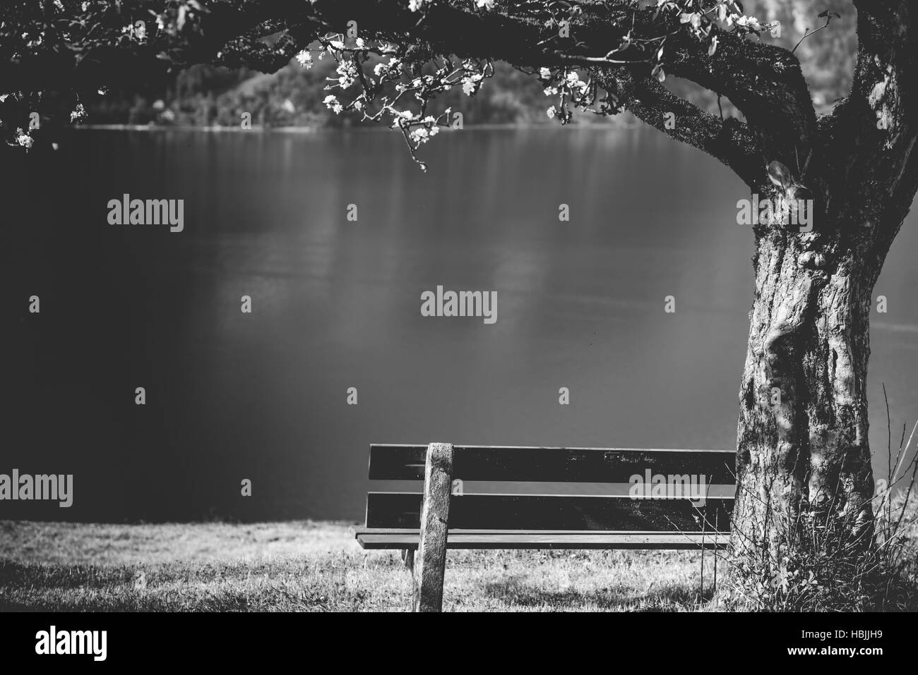 Wooden bench under blooming tree Stock Photo Alamy