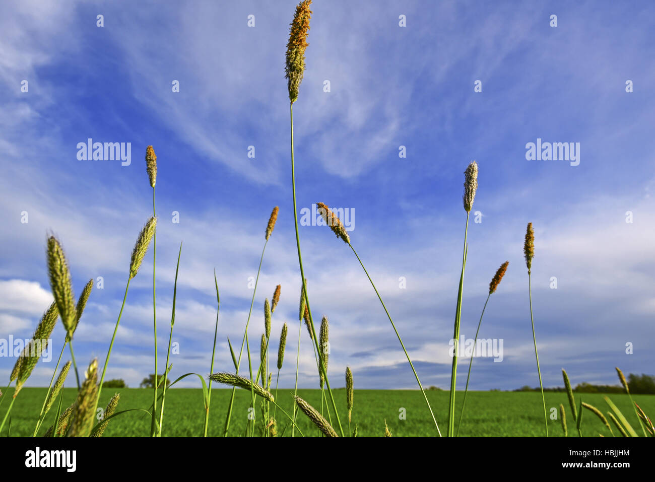 Grass threads under blue sky Stock Photo