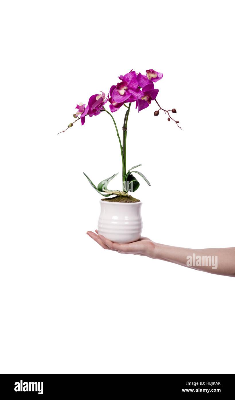 Hand holding amethyst hi-res stock photography and images - Alamy