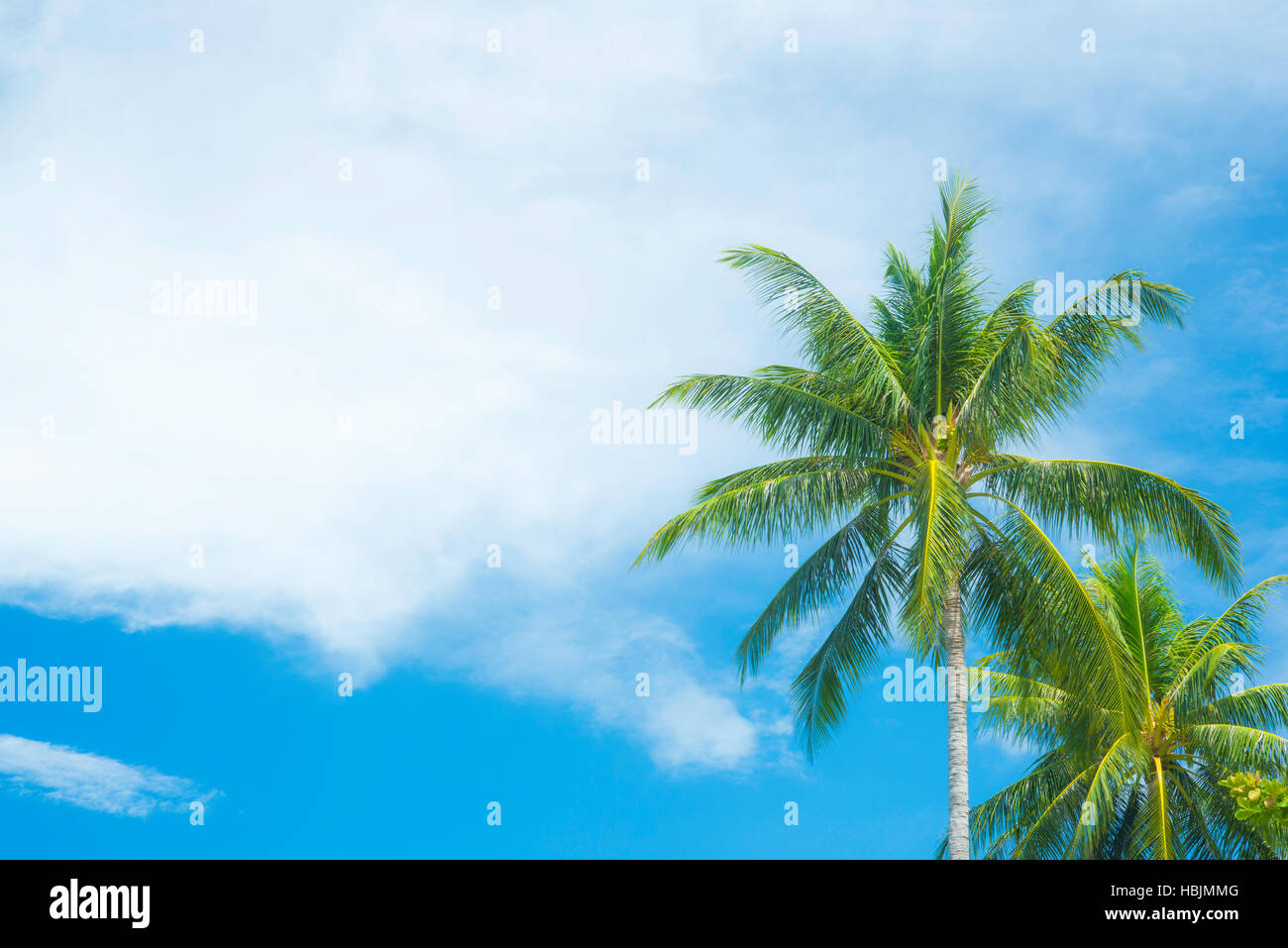 Open blue sky with tropical coconut trees in a calm and peaceful atmosphere setting. Landscape photography of tropical scenery in Koh Samui Island Stock Photo