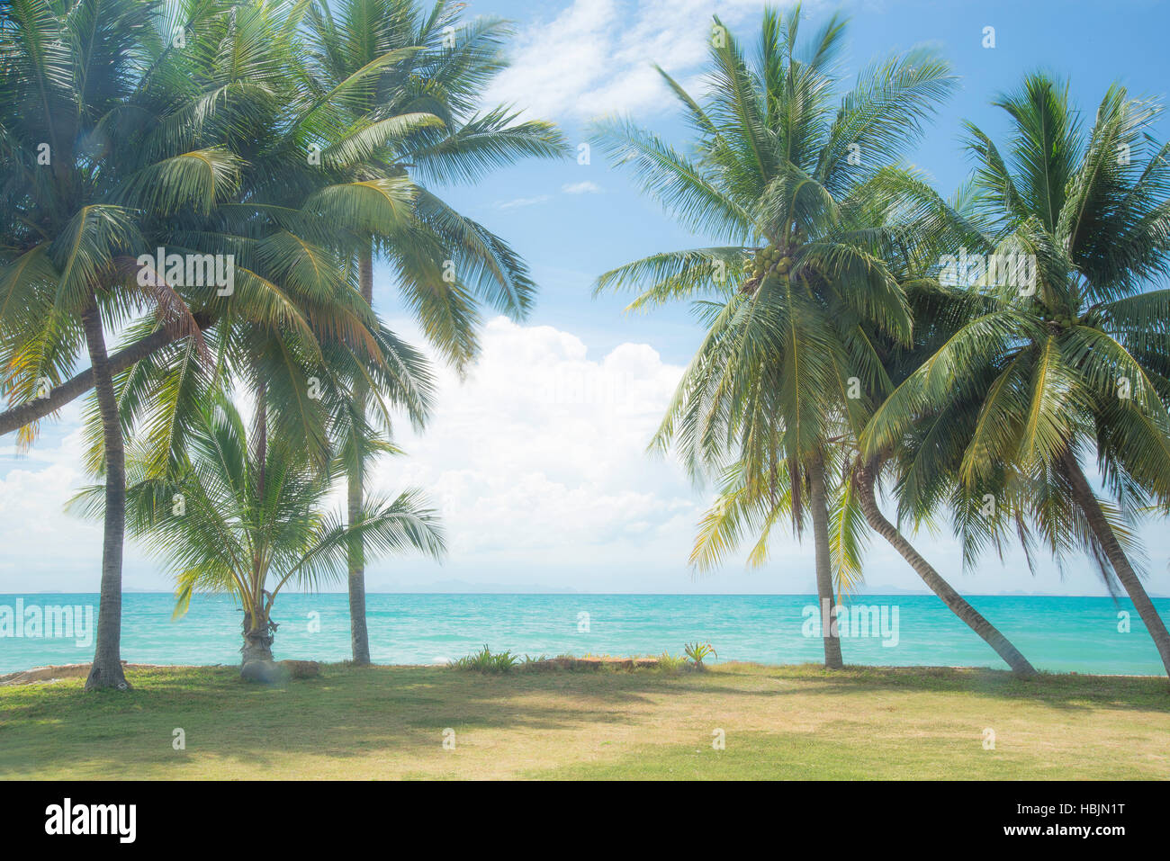 Lovely landscape photography of seaside scenery with palms, blue sky and clear water. Taken in asia holiday destination of Samui Island, Thailand. Stock Photo