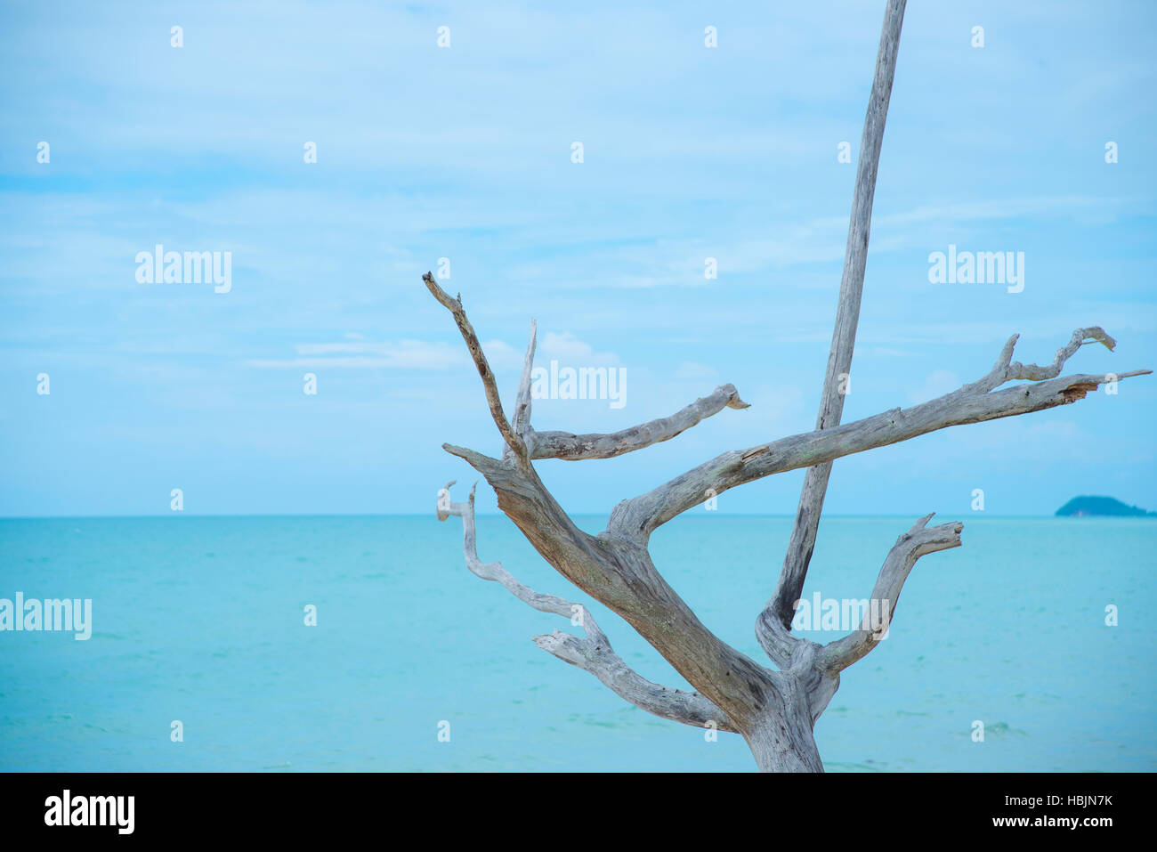 A single bare tree and branches by the ocean with blue sky and pure water in a minimalistic and simple composition of Thailand seaside. Stock Photo