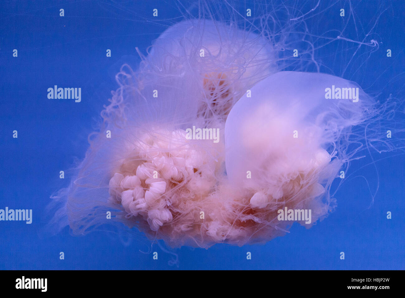Egg yolk jelly Phacellophora camtschaitica Stock Photo Alamy