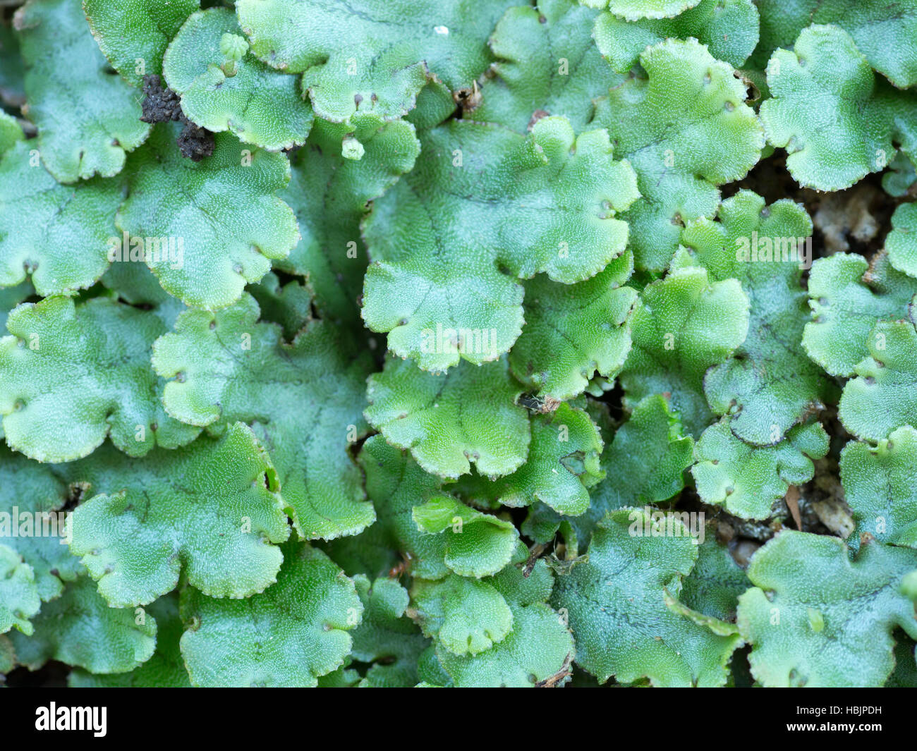 Green wet moss Stock Photo