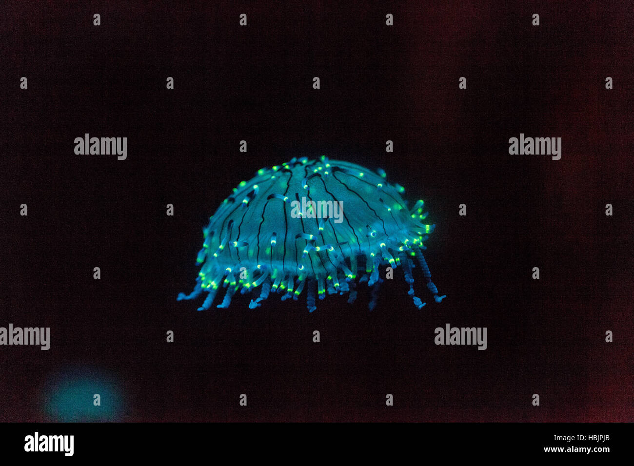 Flower hat jellyfish, Olindias formosa Stock Photo Alamy