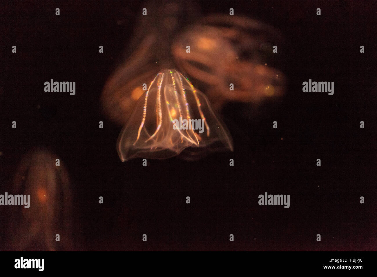 Comb jelly Phylum Ctenophora Stock Photo Alamy