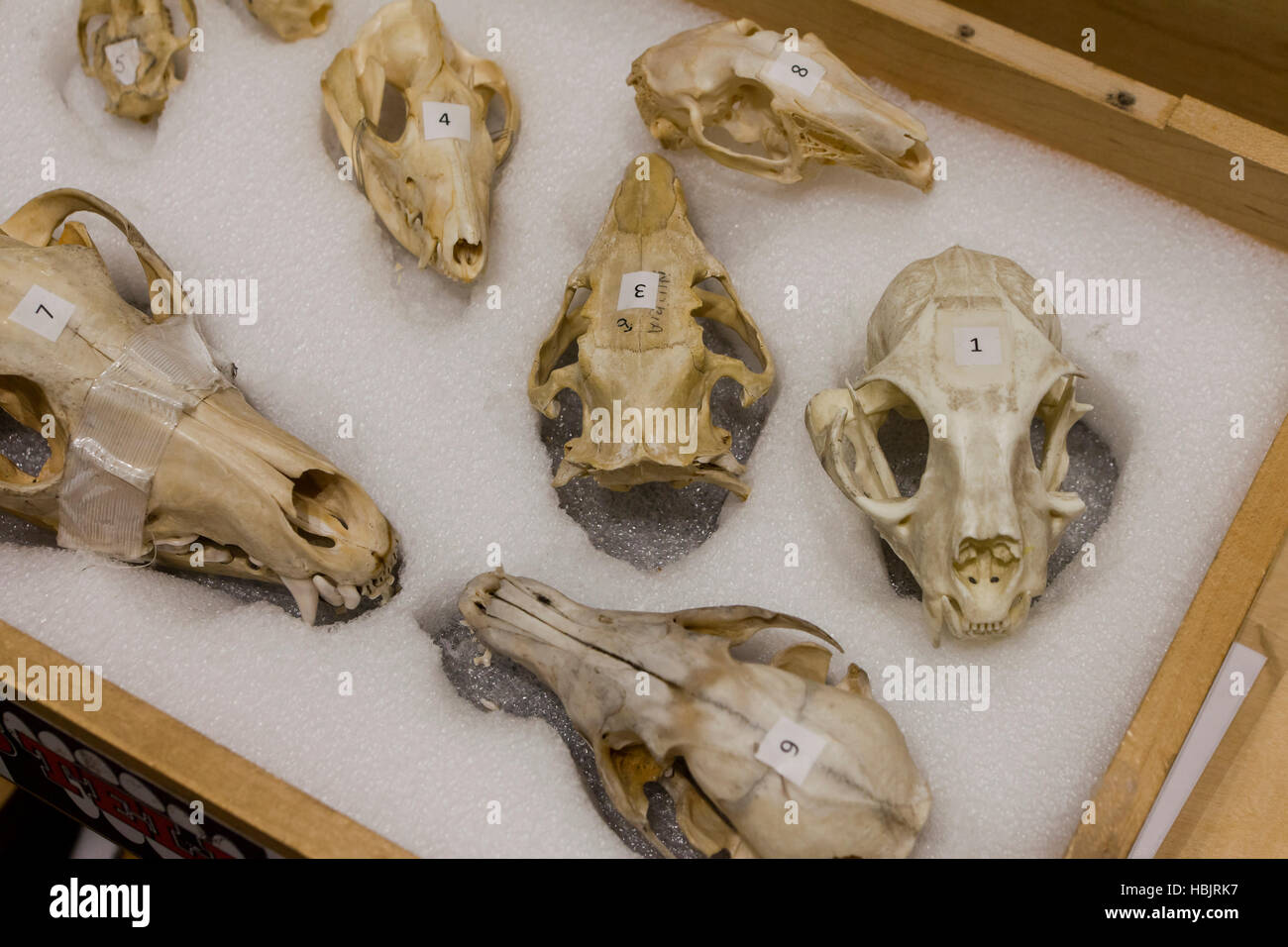 Skulls of various small mammals used in Biology class - USA Stock Photo