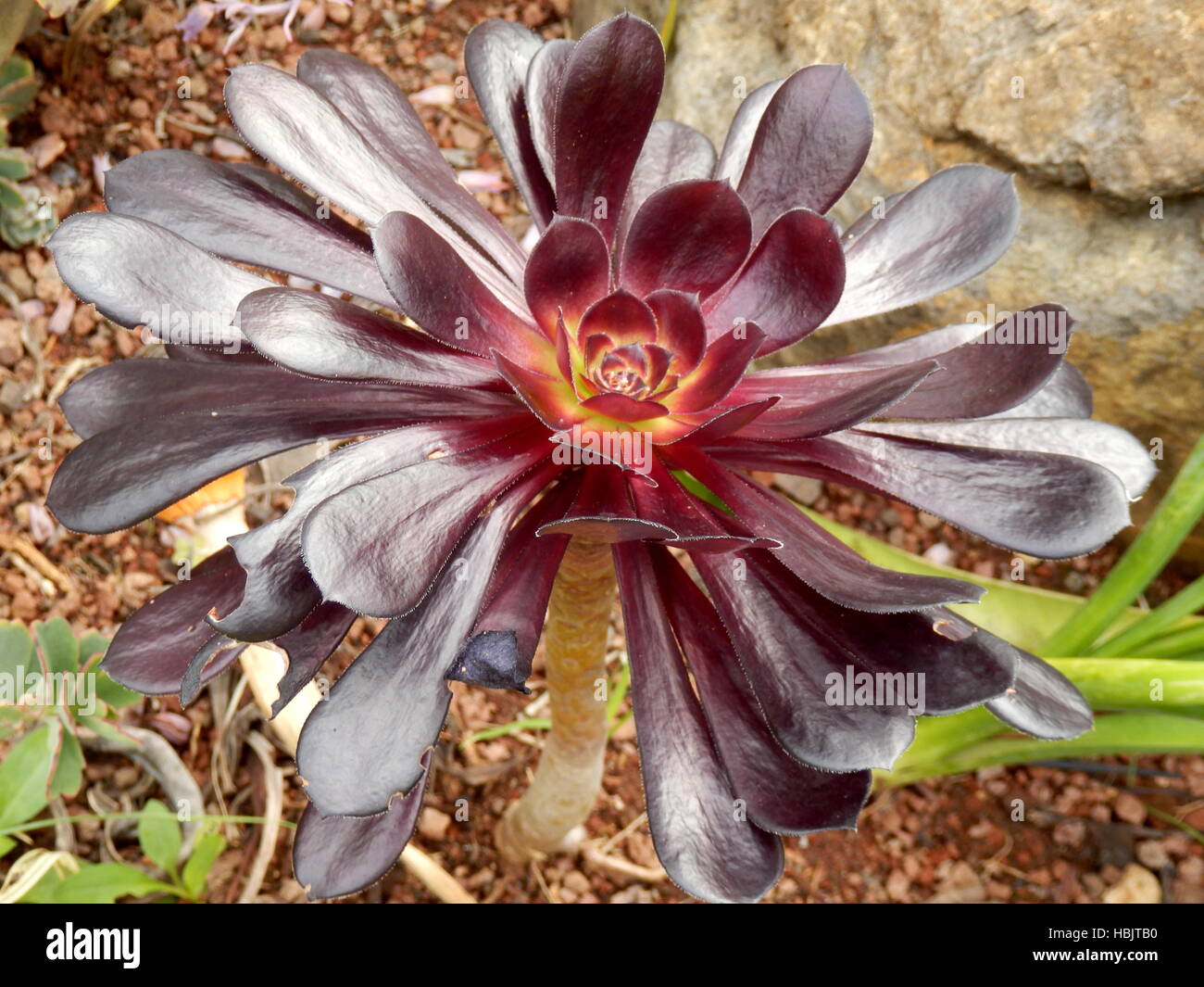 Aeonium arboreum Stock Photo