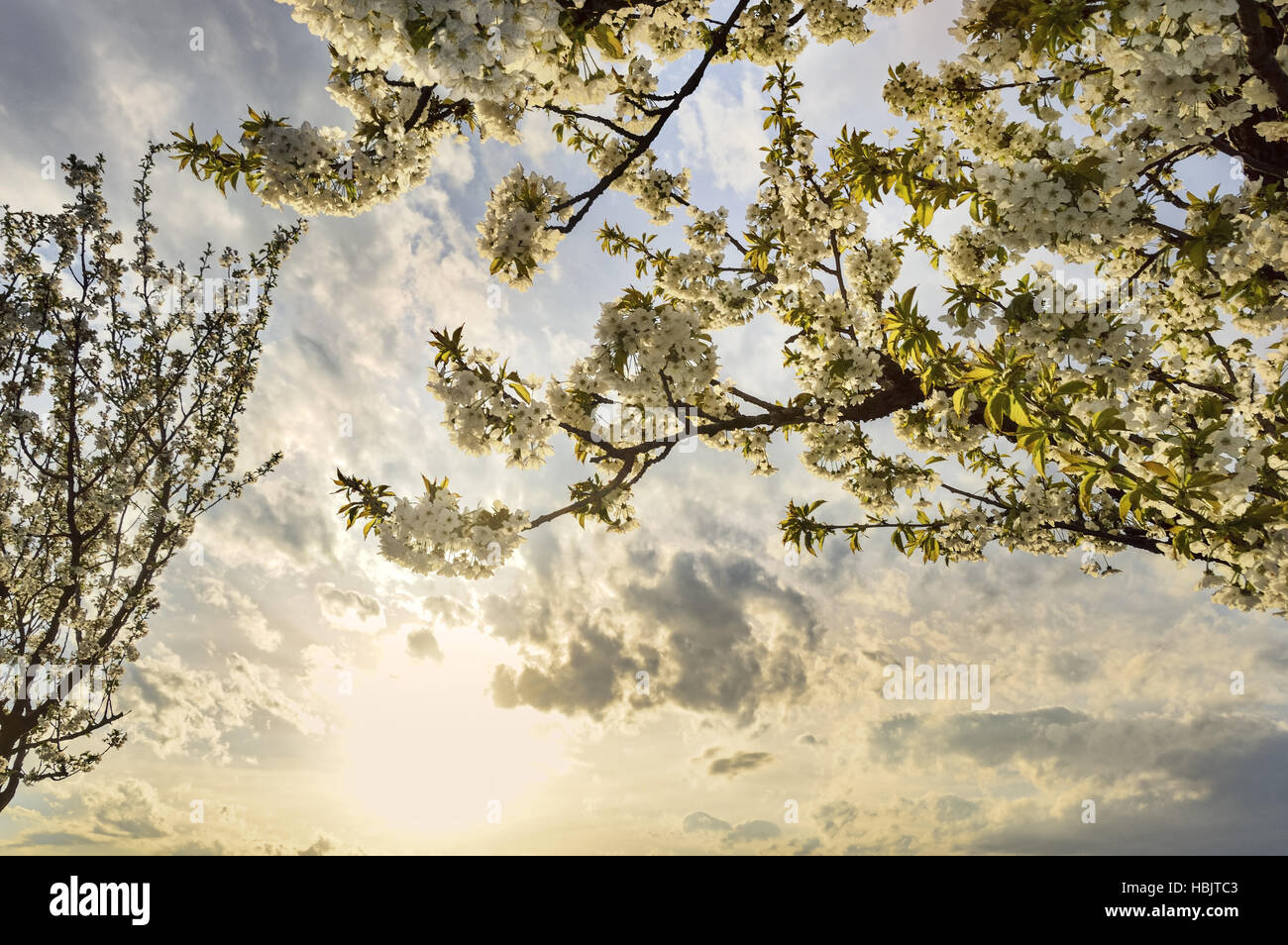 Cherry tree in spring with flowers Stock Photo - Alamy