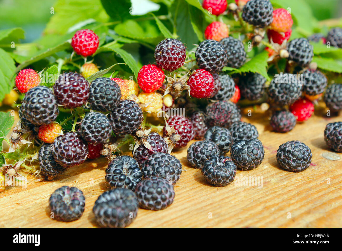 crop of black raspberry fruits Stock Photo - Alamy