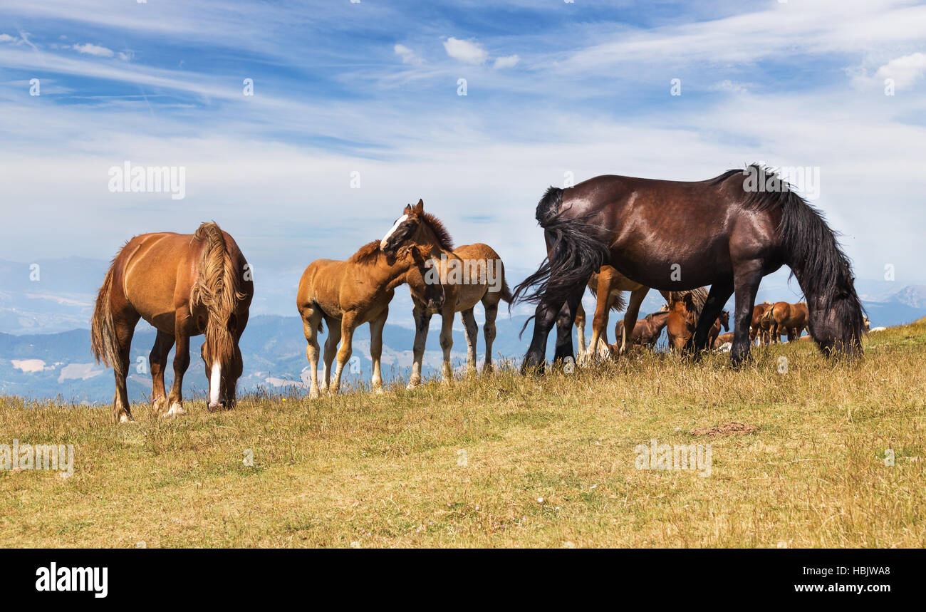 Beautiful landscape with horses Stock Photo - Alamy