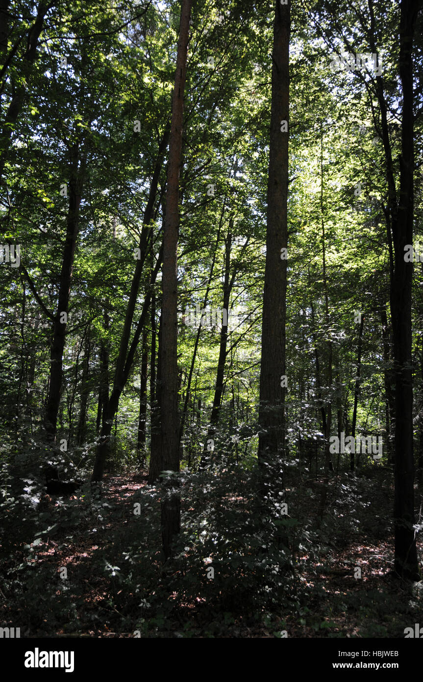 Mixed forest Stock Photo