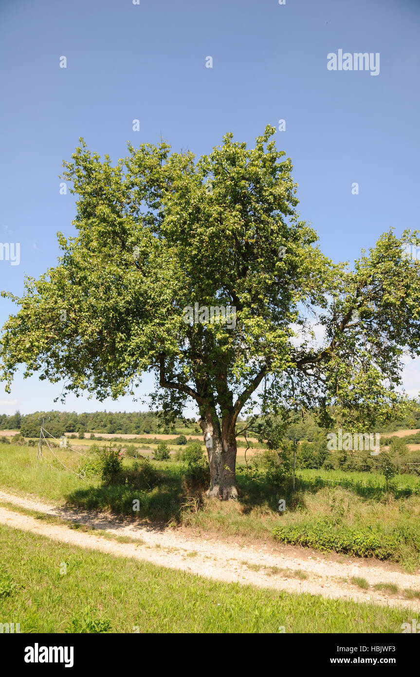 Pyrus pyraster, European wild pear Stock Photo