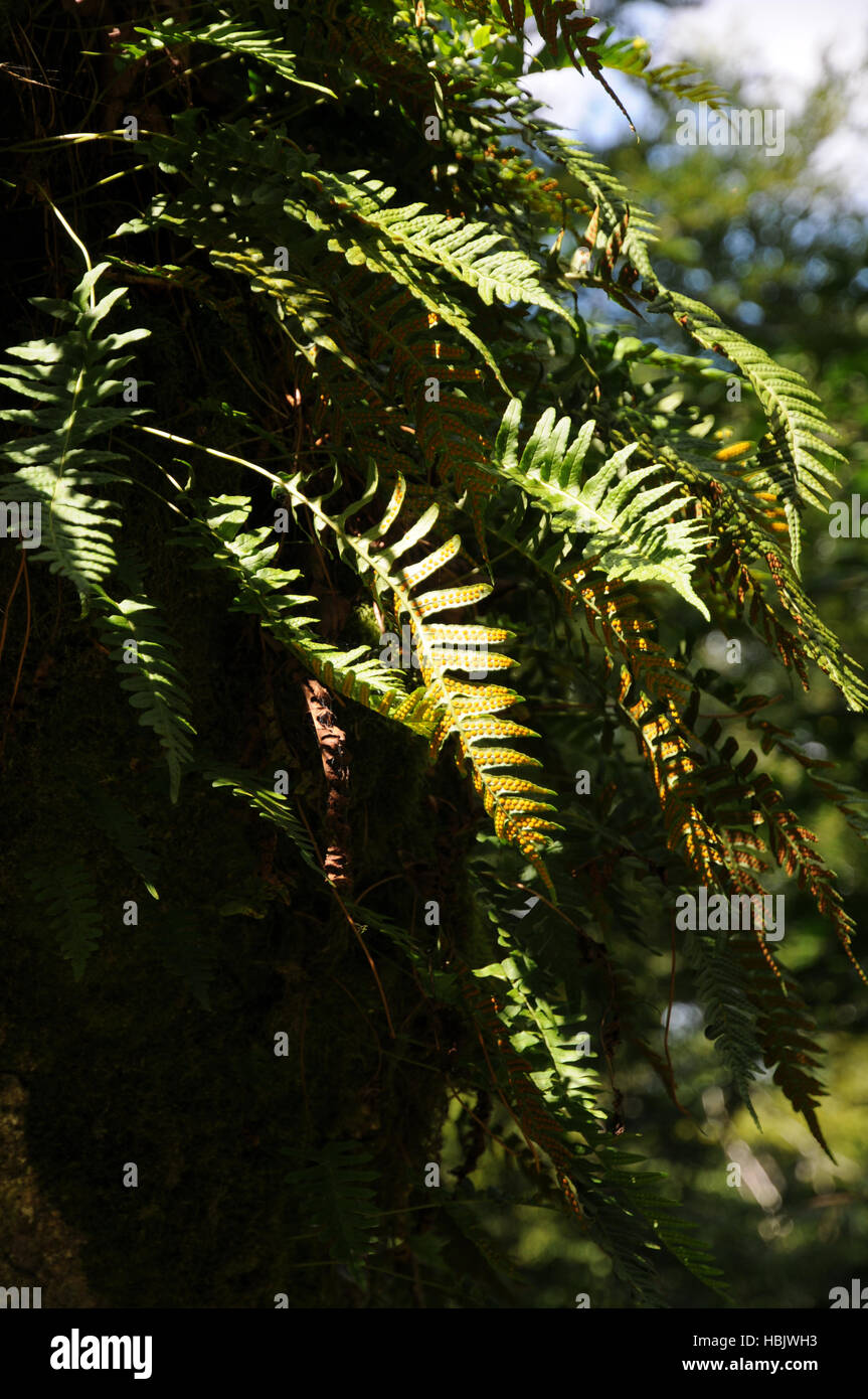 Polypodium vulgare, Common polypody Stock Photo