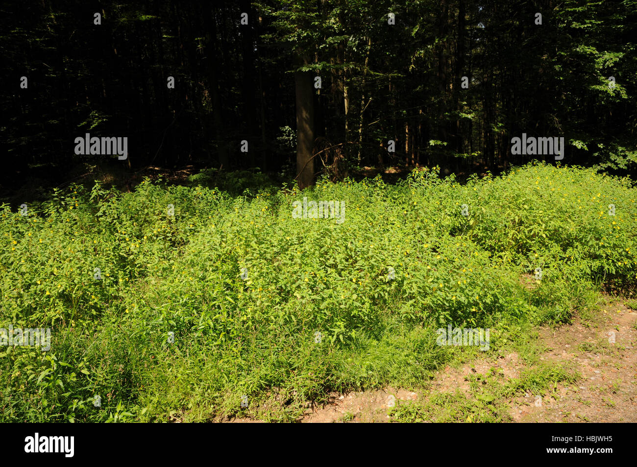 Impatiens noli-tangere, Touch-me-not balsam Stock Photo