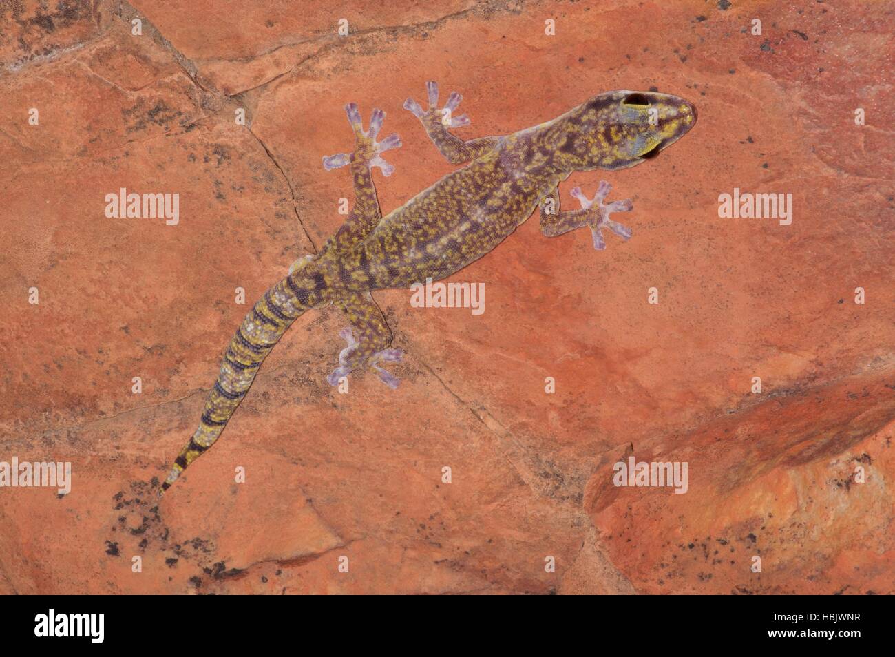 A Marbled Velvet Gecko (Oedura marmorata) clinging to a vertical red rock face in Ormiston Gorge, Northern Territory, Australia Stock Photo