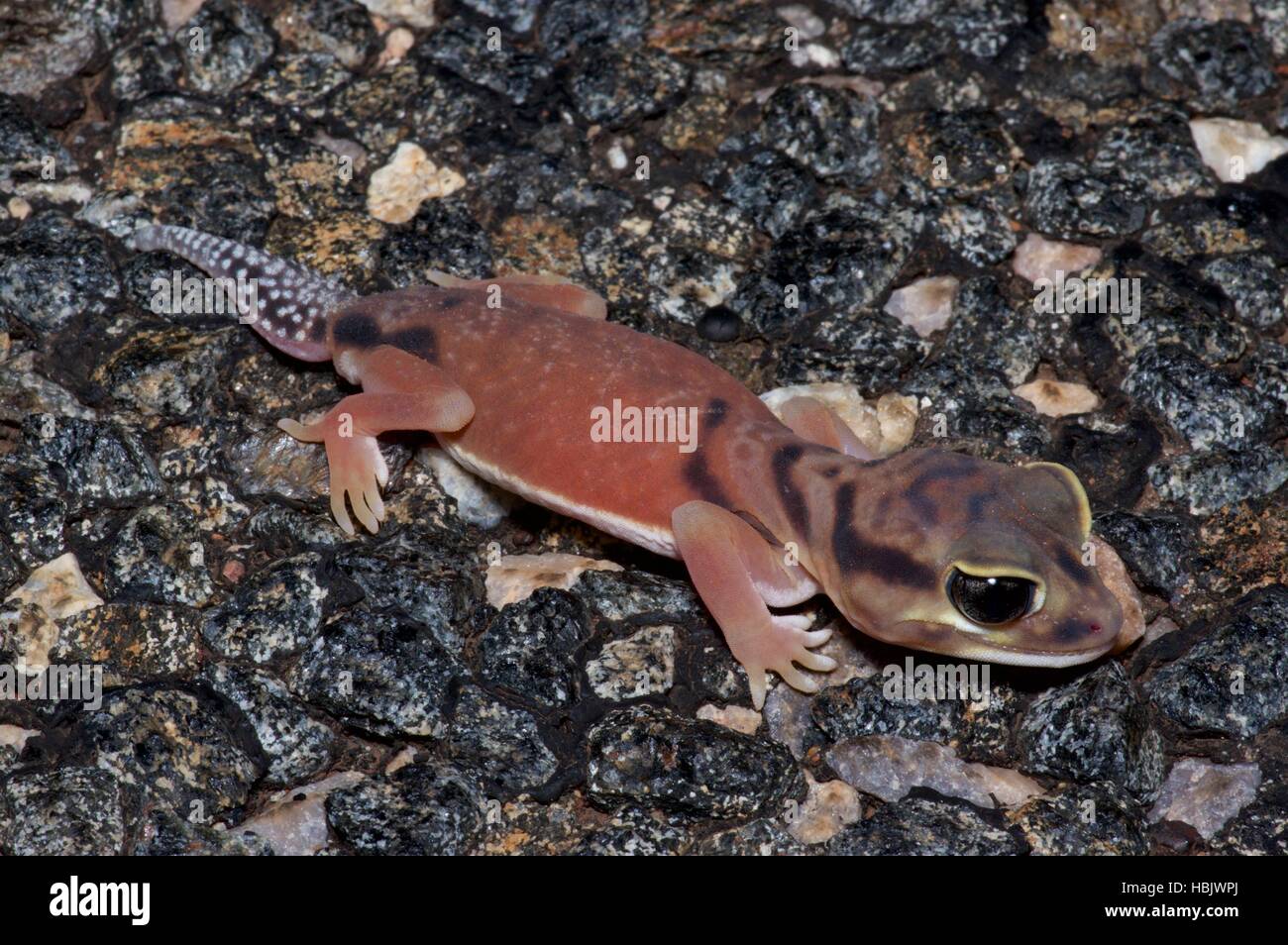 A Pale Knob-tailed Gecko (Nephrurus laevissimus) on the Lasseter Highway, near Alice Springs, Northern Territory, Australia Stock Photo
