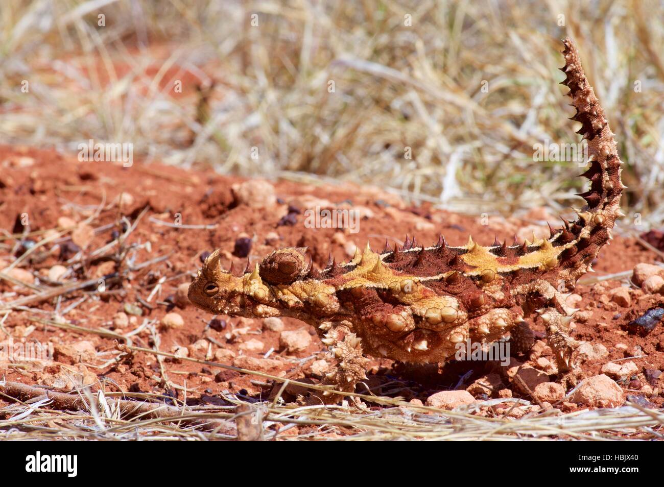 Side view of a Thorny Devil lizard (Moloch horridus) camouflaged in the red sand desert in Northern Territory, Australia. Stock Photo