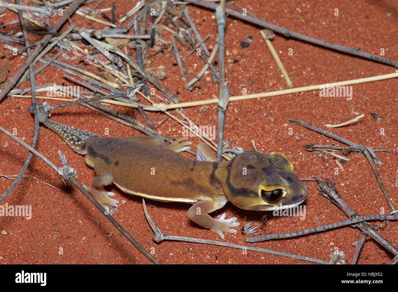 A Pale Knob-tailed Gecko (Nephrurus laevissimus) in the red sand desert near Alice Springs, Northern Territory, Australia Stock Photo