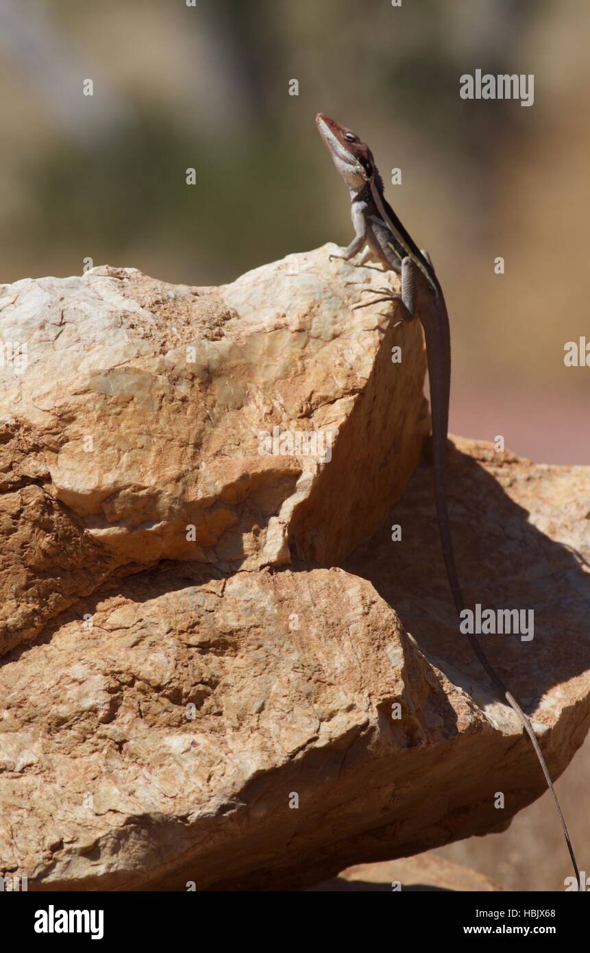 A Long-nosed (and long-tailed) Dragon (Gowidon longirostris) on a reddish rock at West MacDonnell National Park, Australia Stock Photo
